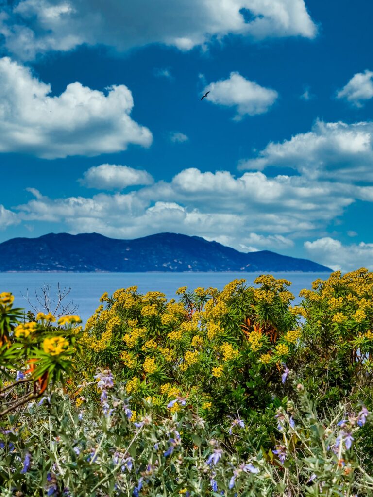 Tra inebrianti profumi e delicate essenze: le fioriture primaverili all’Isola del Giglio