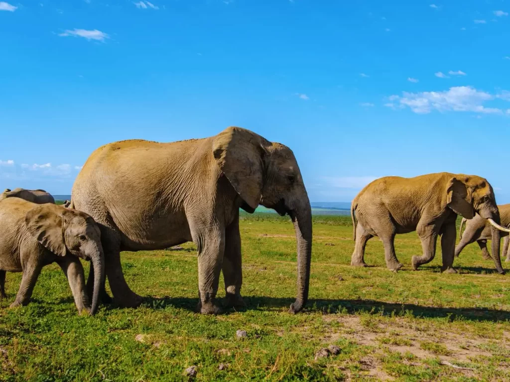 sudafrica-cosa-vedere-addo-elephants-scoprire-il-mondo