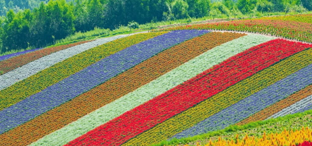 tour in giappone | Scoprire il Mondo