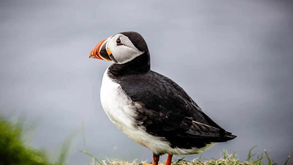 dove vivono i puffins | Scoprire il Mondo